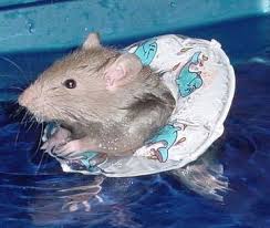 Putin’s rats beginning to jump ship