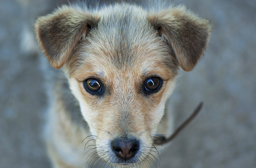 Giving Kyiv’s animals a humane treatment