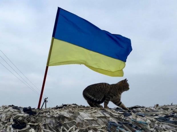 Bandera cats at war in the Donbas (photo report)