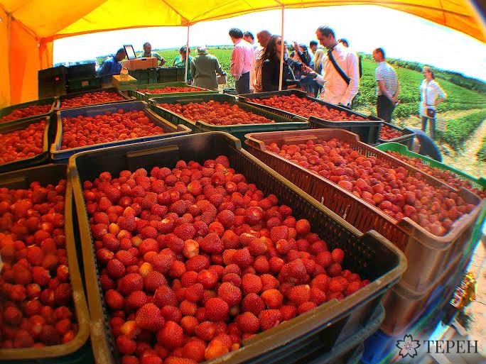 Strawberries bring prosperity to Ukrainian village