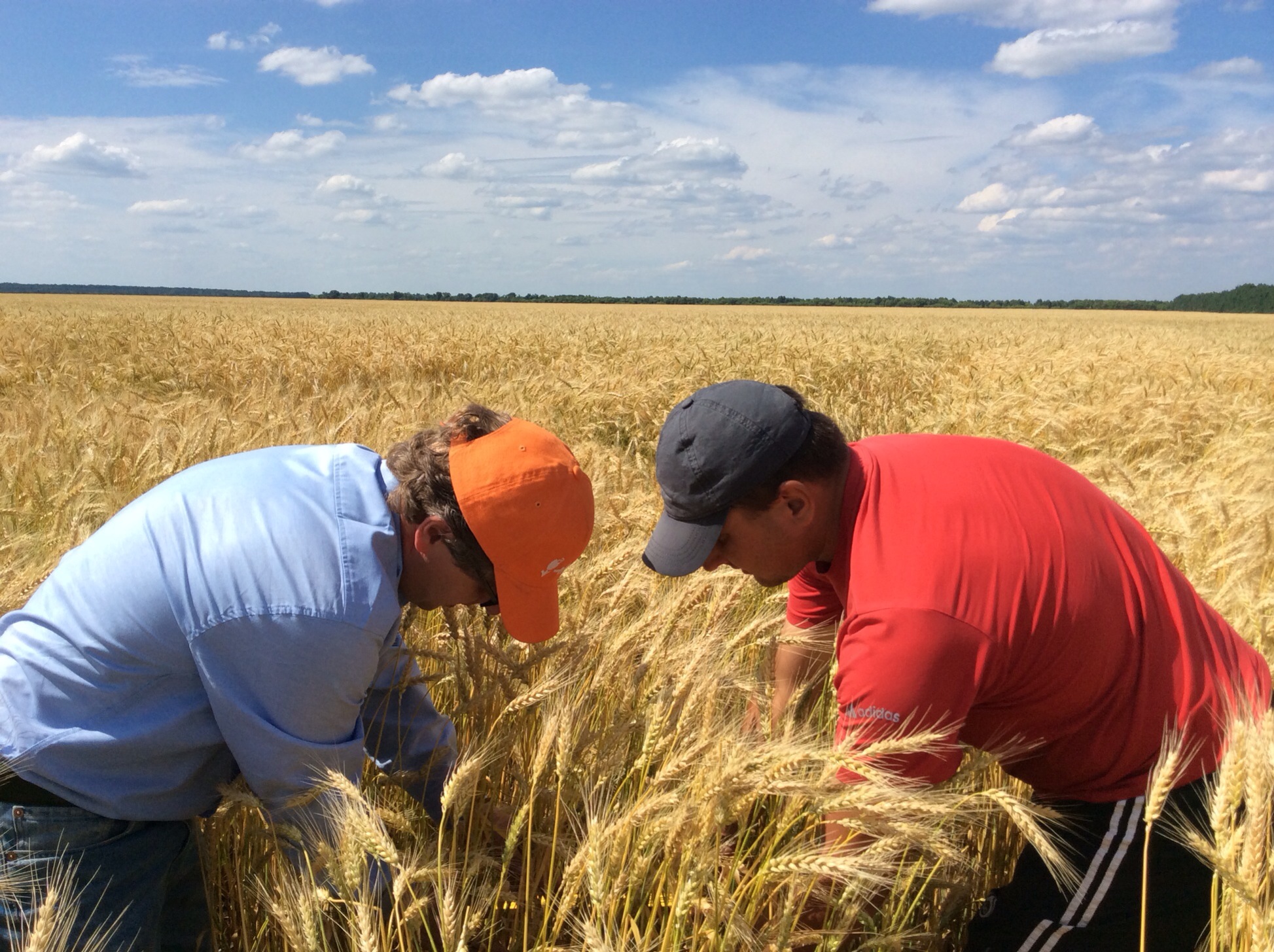 #DUTCHINUA |Ukraine is like a dream for Dutch farmers, says director of DIFCO International
