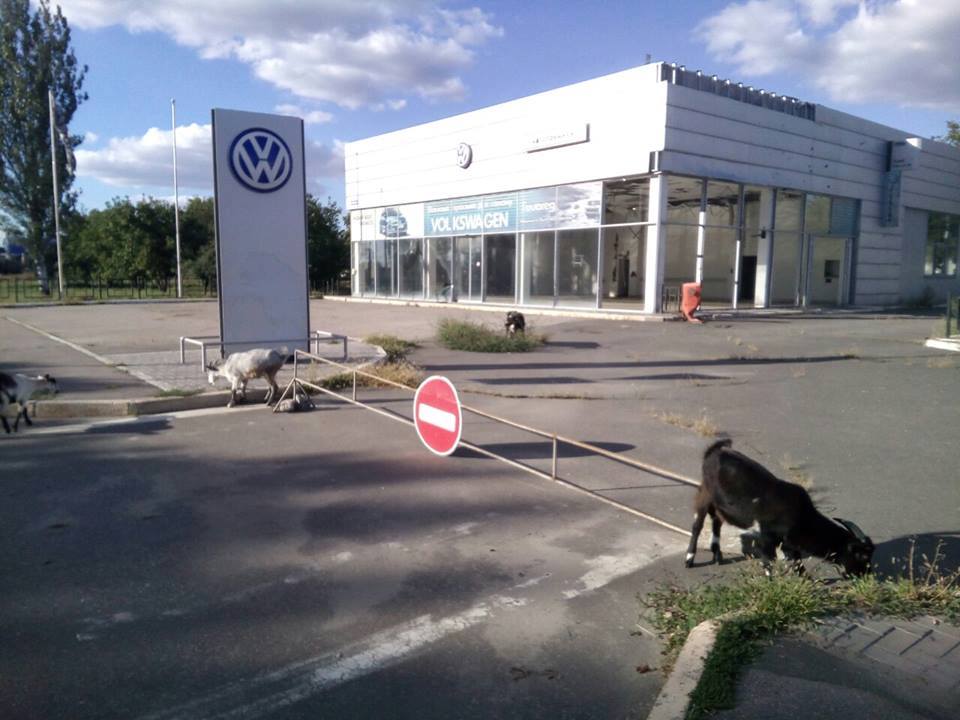 Only goats are grazing weeds where rows of shiny new cars stood at the formerly-successful and now-robbed and abandoned Volkswagen dealership in Russian-occupied Luhansk, Ukraine. September 2016 (Image: Denys Kazansky, deniskazansky.com.ua)