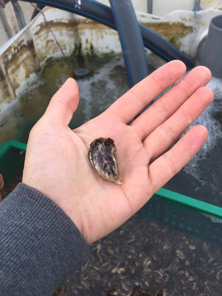 baby oyster