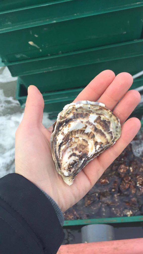 adult oyster