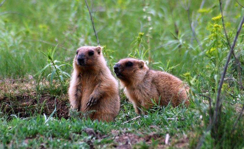 Donbas beyond the war. Preserving the steppe marmot