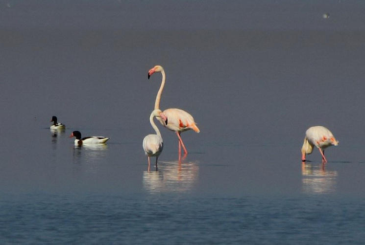 Wild pink flamingos produce offspring for the first time in Ukraine