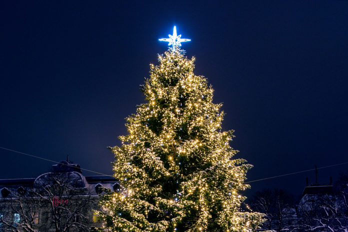 Choose your favorite Christmas Tree in Ukraine