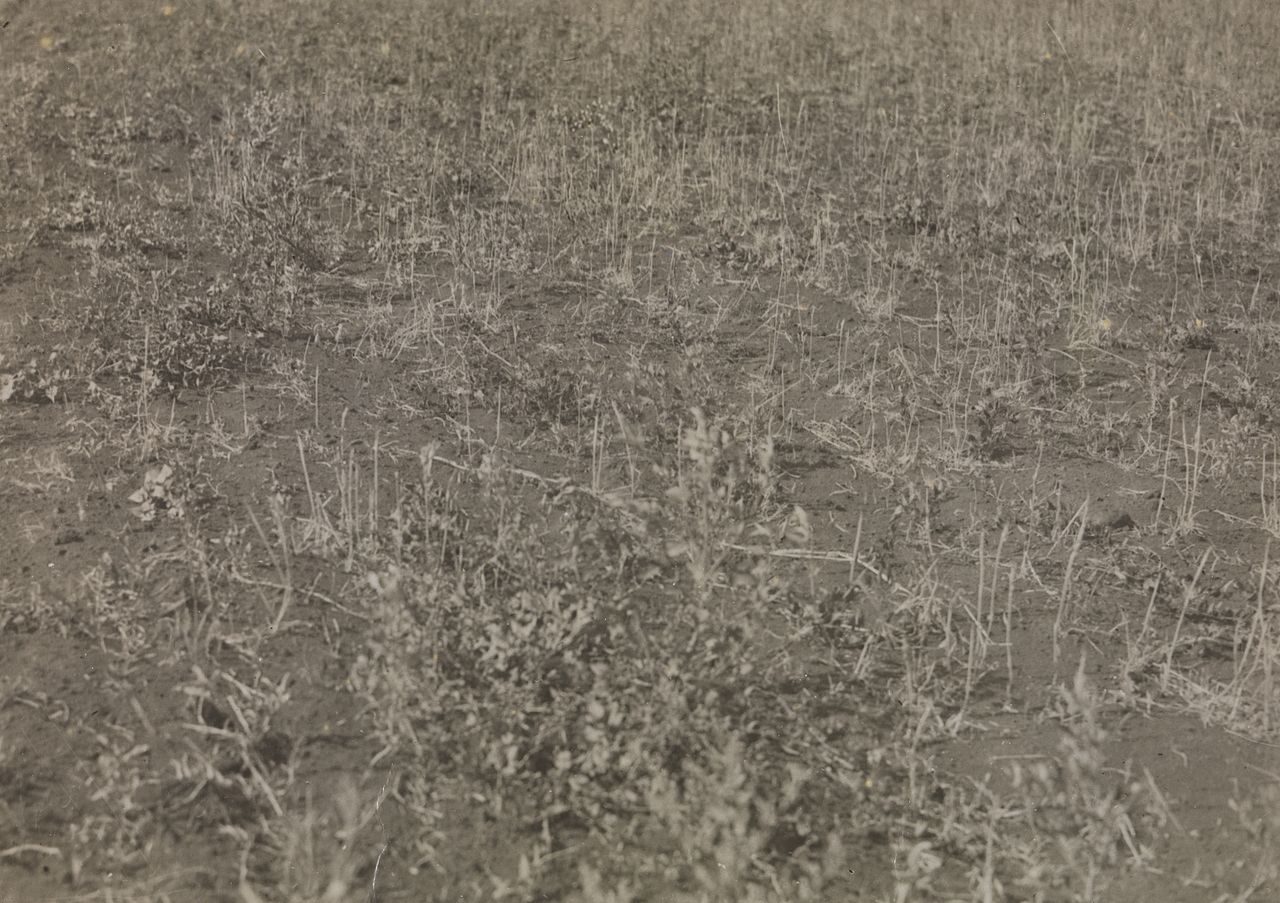The grain harvest in the field in Ukraine ruined by the catastrophic drought of 1921. (Source: Fridtjof Nansen Photo Archive, National Library of Norway)