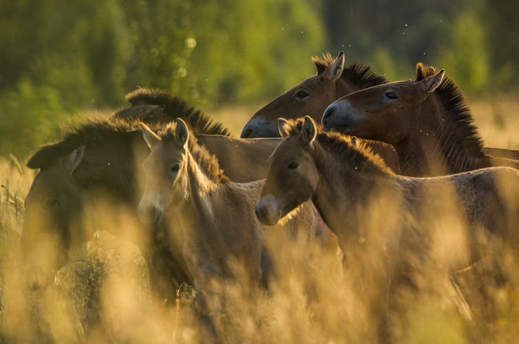 The mystery of Chornobyl’s wild horses