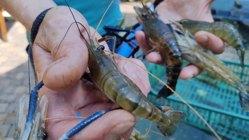 How Two Friends United By War Turned Ukrainian Shrimp From Myth To 