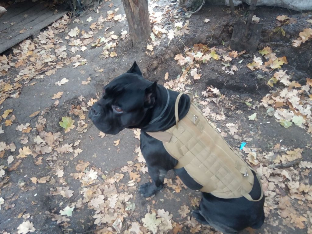 How a Ukrainian reconnaissance dog escaped from Russian hybrid forces