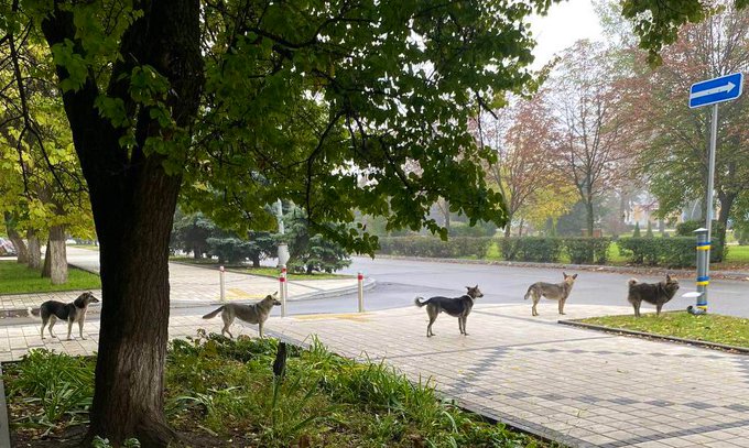 Dogs from Kramatorsk wait in line for food from volunteers [Photo]
