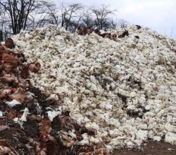 paultry farm destroyed kherson oblast