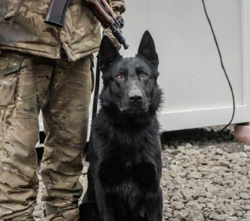 service dog rescued from fighting luhansk oblast