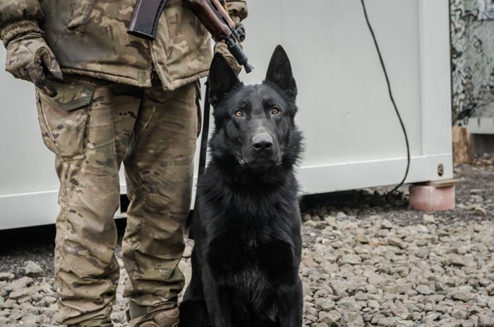 service dog rescued from fighting luhansk oblast