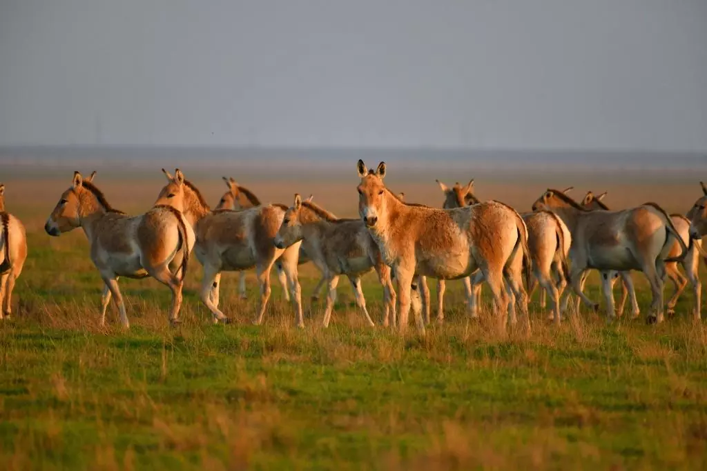 A herd of onagers in Askania-Nova. Source: AskaniaNovaZapovidnyk/Facebook