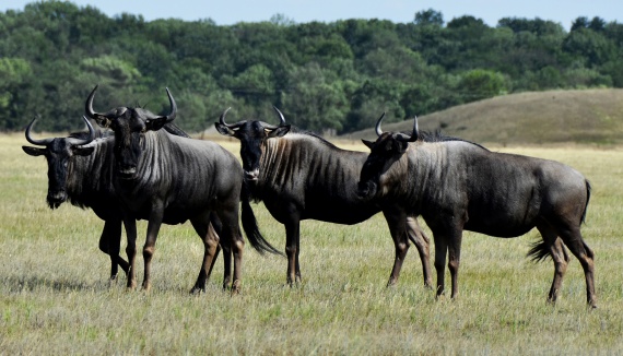 A herd of wildebeest. Source: naas.gov.ua