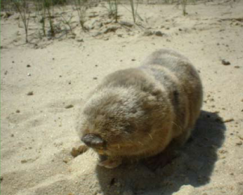 Kakhovka dam flooding wildlife